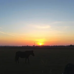 Goodbye to a Beloved Mule: Raymond the Legend Passes Away