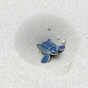 Outer Banks Celebrates Record Year of Over 19,000 Baby Sea Turtles Hatching