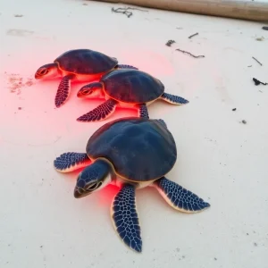 Cold Snap Causes Rescue Efforts for Over 500 Sea Turtles in North Carolina and Virginia